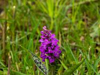 Knabenkraut Orchidee